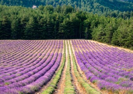 La lavande