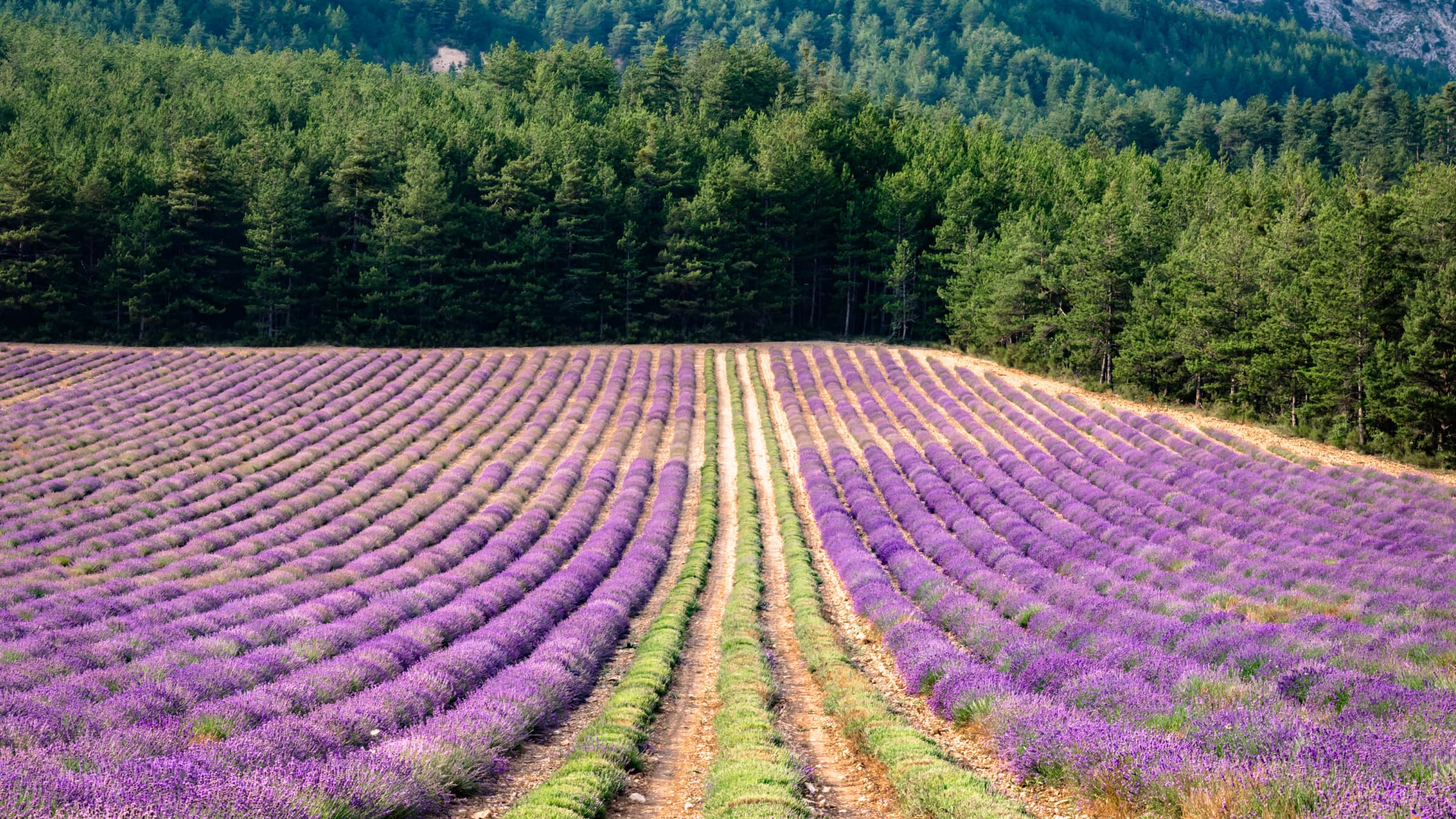 La lavande – ©Philippe Murtas