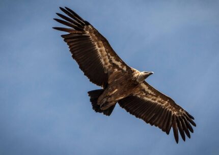 Les Vautours - © A.Brunet Neus