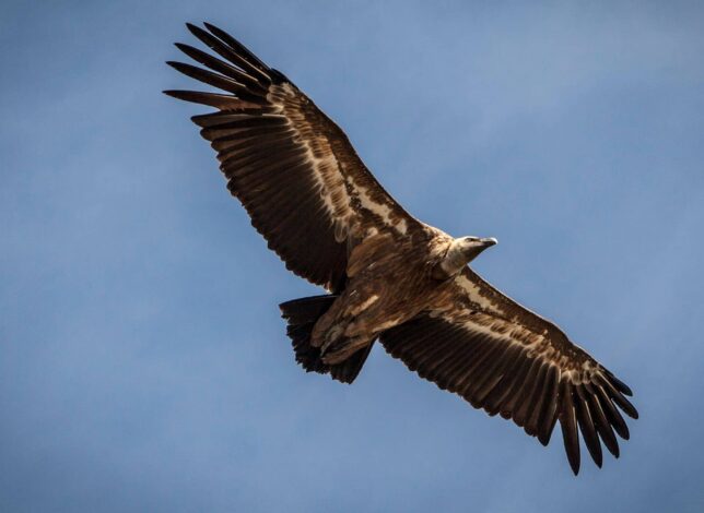 2026 - Fullwidth - Découvrir - Les Vautours - © A.Brunet Neus