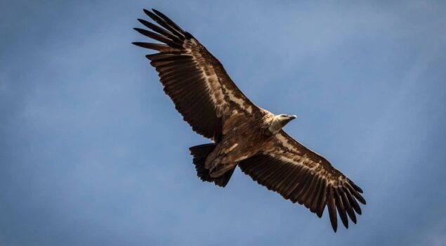 Les Vautours - © A.Brunet Neus