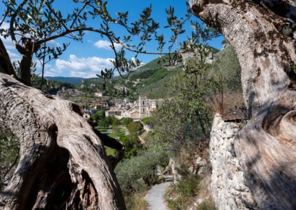 Les oliviers - Entrevaux