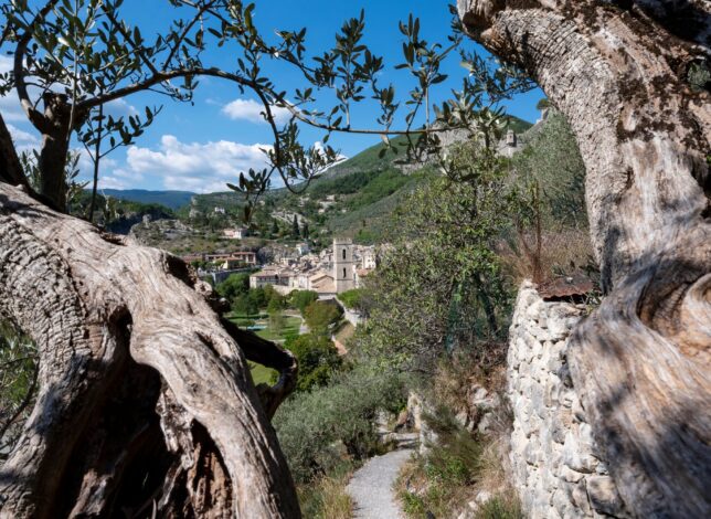 Les oliviers - Entrevaux