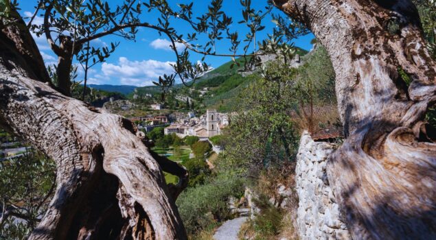 Olivier ancien avec vue sur un village provençal du Verdon