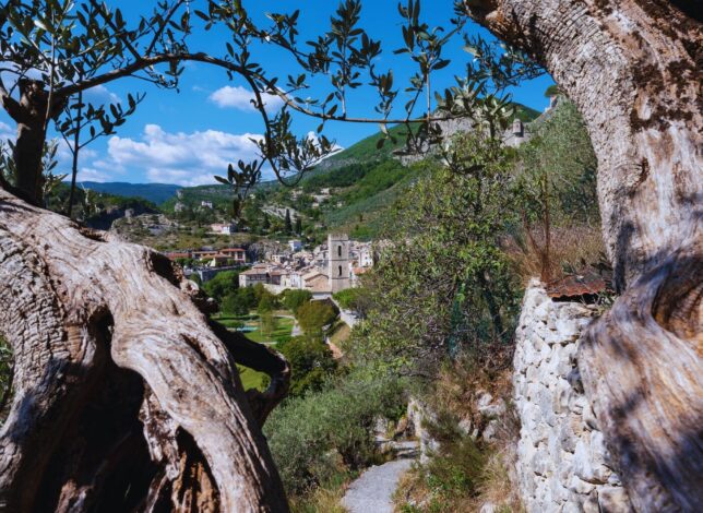 Olivier ancien avec vue sur un village provençal du Verdon
