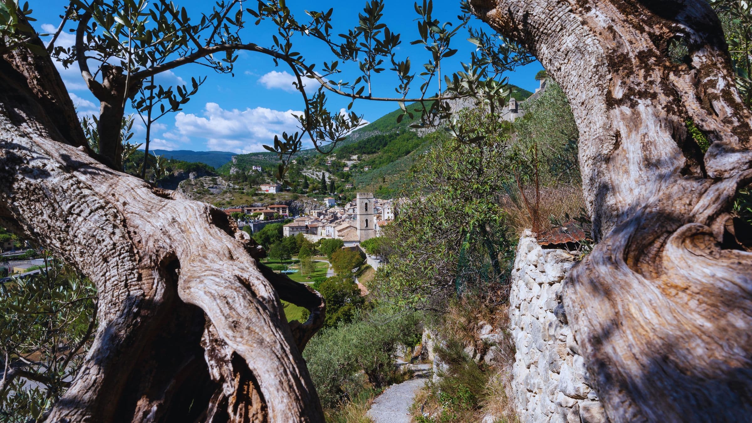 Les oliviers – Oliveraie face à un village du Verdon
