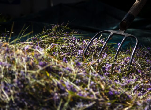 Fullwidth - Les producteurs locaux du Verdon