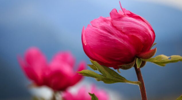 Cards - Santé ©Mathieu Simoulin-verdon-pictures.com (5)