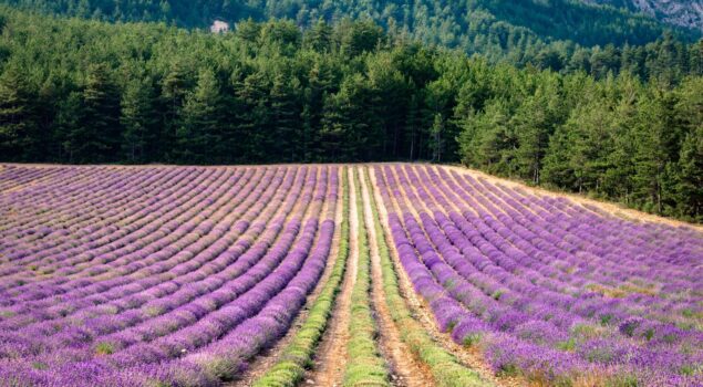 Champ de lavande en fleurs dans le Verdon en été