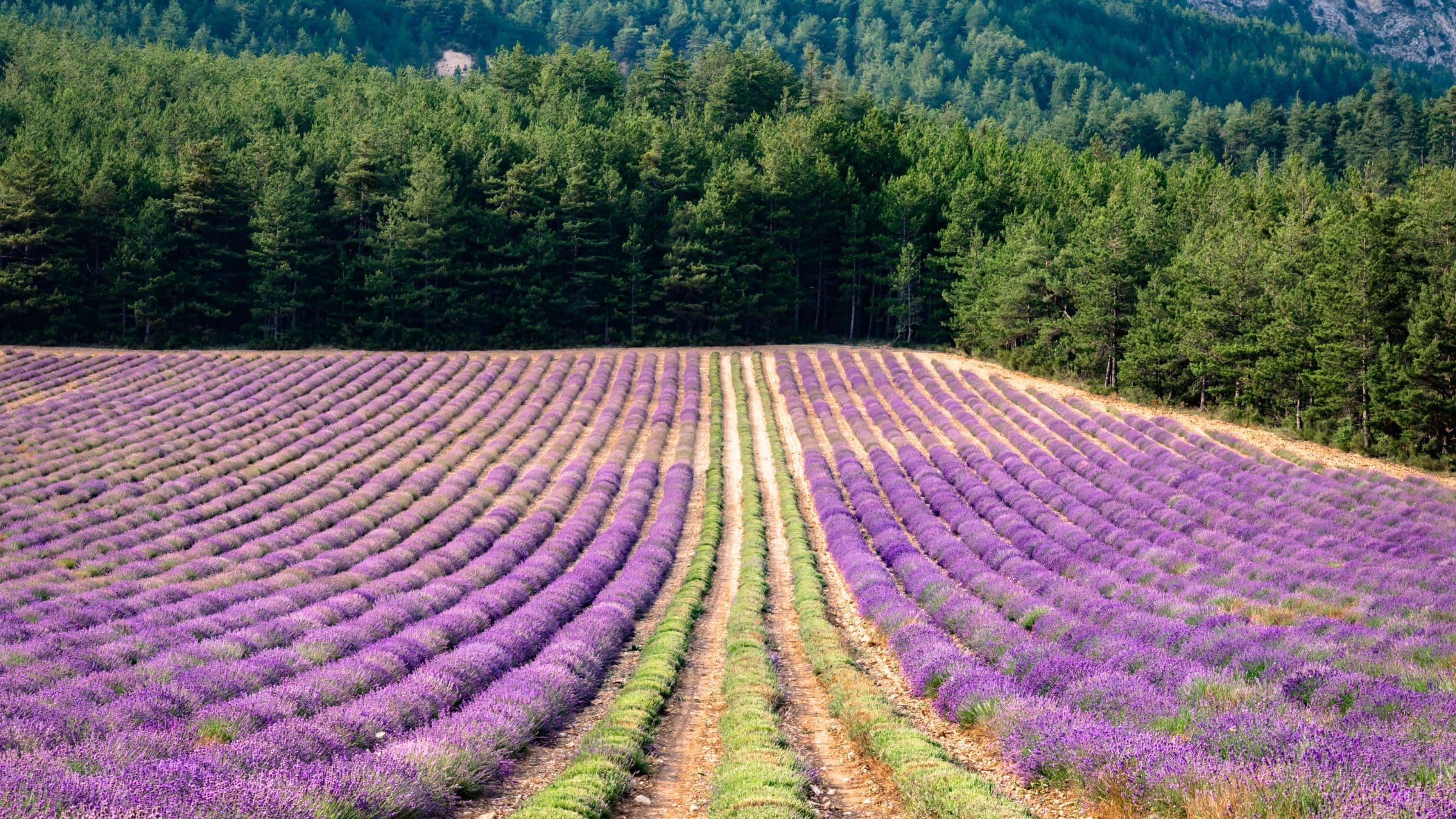 Terroir du Verdon — Champs de lavande