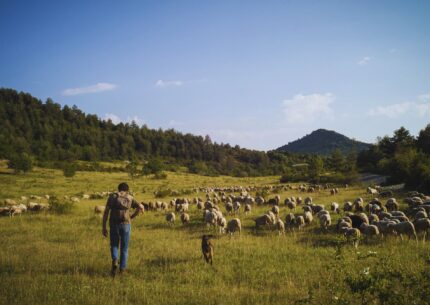 Transhumance