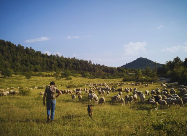 Berger conduisant son troupeau de moutons dans une plaine du Verdon