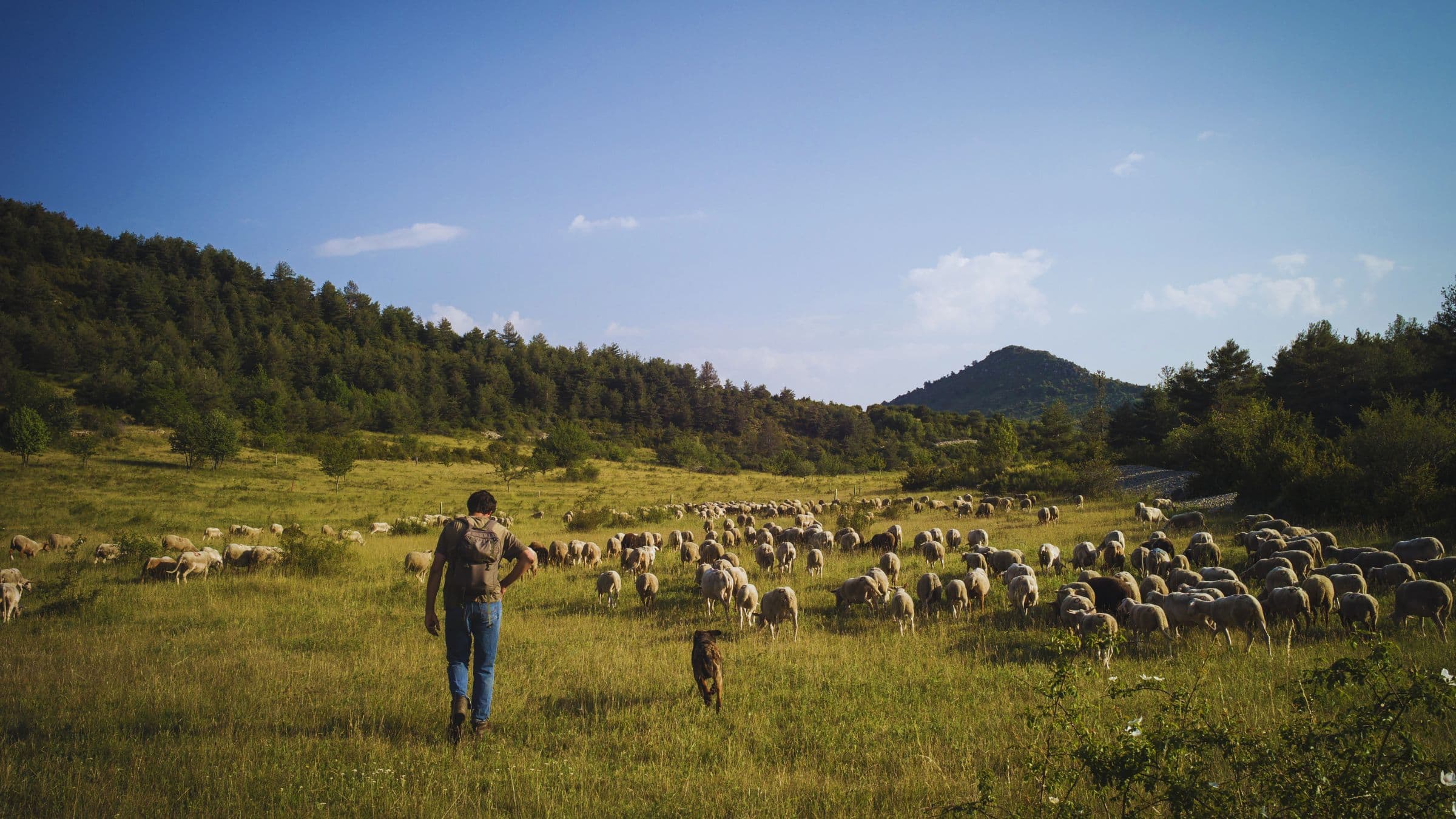 Transhumance – Berger et troupeau dans le Verdon