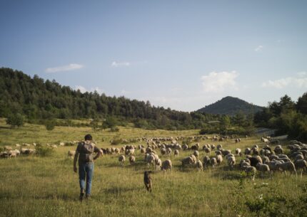 Transhumance - ©A.Brunet NEUS