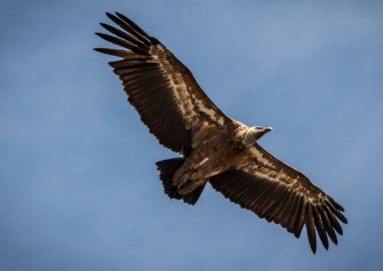Vautour fauve en vol au-dessus des falaises du Verdon