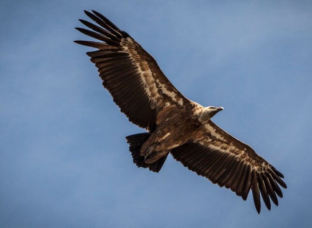 Vautour fauve en vol au-dessus des falaises du Verdon
