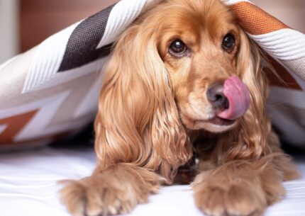 Hébergements acceptant les chiens