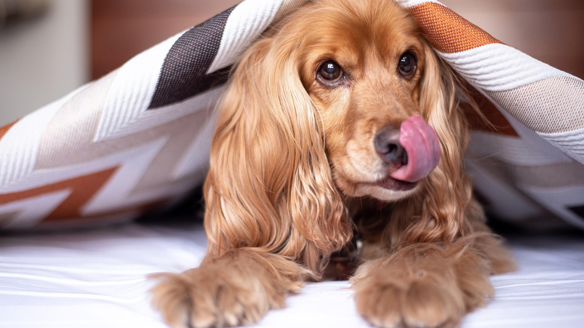 hébergements avec chiens ©Alkhaine de Pixabay