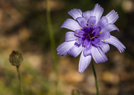 Une fleure dans un champs dans le Verdon