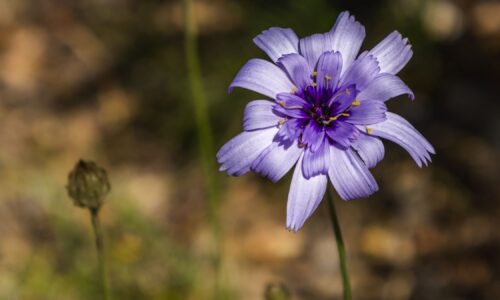 Une fleure dans un champs dans le Verdon