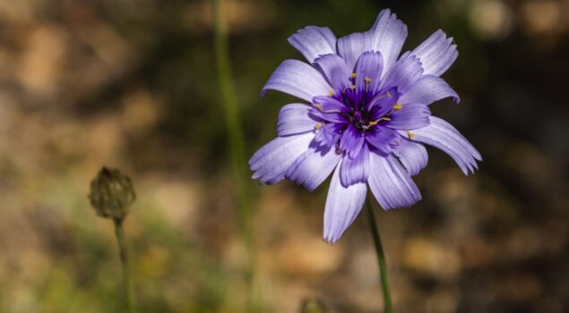 Une fleure dans un champs dans le Verdon